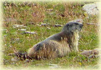 Marmotte - Les Randos de loulou