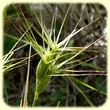 Aegilops geniculata (Egilope ovale) - Flore des Calanques - Herbier de Loulou