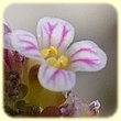 Aethionema saxatile (Aethionéma des rochers) - Flore des Calanques - Herbier de Loulou