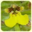 Ajuga chamaepitys (Bugle petit-pin) - Flore des Calanques - Herbier de Loulou