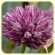 Allium acutiflorum (Ail à fleurs aiguës) - Les Randos de Loulou