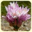 Allium roseum (Ail rose) - Flore des Calanques - L`Herbier de Loulou