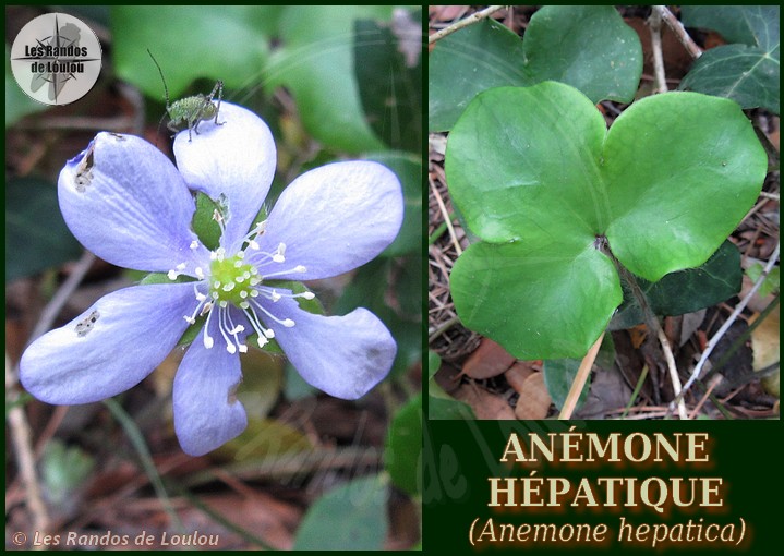 Anemone hepatica (Anémone hépatique) - Flore de montagne et Sainte-Baume - L'Herbier de Loulou
