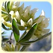 Anthyllis barba-jovis (Anthyllide barbe-de-Jupiter) - Les Randos de Loulou - Flore des Calanques