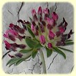 Anthyllis vulneraria subsp. rubriflora (Anthyllide à fleurs rouges) - Flore des Calanques - L`Herbier de Loulou