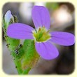 Arabis verna (Arabette de printemps) - Les Randos de Loulou - L`Herbier de Loulou