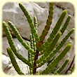 Arthrocnemum macrostachyum (Salicorne Glauque) - Flore des Calanques - Herbier de Loulou