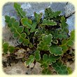 Asplenium ceterach (Doradille, Herbe dorée) - Flore des Calanques - Herbier de Loulou