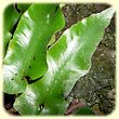 Asplenium sagittatum (Scolopendre Sagittée) - Flore des Calanques - Herbier de Loulou
