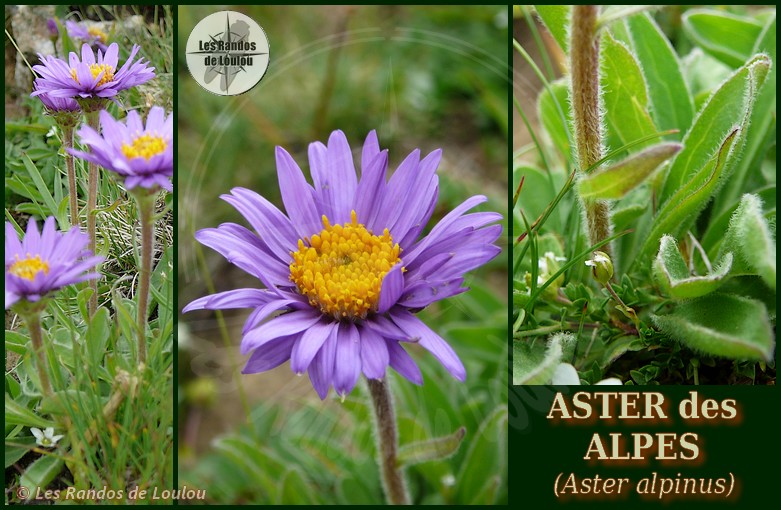 Aster alpinus (Aster des Alpes) - Les Randos de Loulou