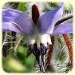 Borago officinalis (Bourrache officinale) - Flore des Calanques - L`herbier de Loulou