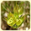 Bupleurum baldense (Buplèvre du Mont Baldo) - Flore des Calanques - L`herbier de Loulou
