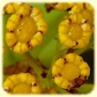 Bupleurum fruticosum (Buplèvre arbustif) - Flore des Calanques - L`herbier de Loulou