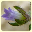 Campanula erinus (Campanule à petites fleurs) - Flore des calanques - Les Randos de Loulou