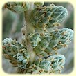 Camphorosma monspeliaca (Camphorine de Montpellier) - Flore des Calanques - Herbier de Loulou