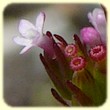 Centranthus calcitrapae (Centranthe chausse-trape) - Flore des Calanques - L`herbier de Loulou