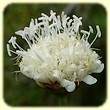 Cephalaria leucantha (Céphalaire à fleur blanche) - Flore des Calanques - Herbier de Loulou