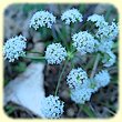 Cervaria Rivini - Cervaire de Rivinus - Flore des Calanques - Herbier de Loulou