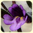Chaenorrhinum rubrifolium (Linaire à feuilles rougeâtres) - Flore des Calanques - Herbier de Loulou