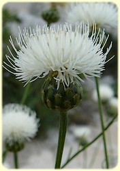 Cheirolophus intybaceus (Centaurée fausse chicorée blanche) - Flore des Calanques
