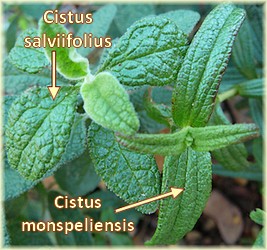 Cistus salviifolius vs Cistus monspeliensis - Flore des Calanques - L`Herbier de Loulou