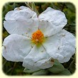 Cistus albidus (Ciste Cotonneux) - Flore des Calanques - L`herbier de Loulou