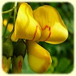 Colutea arborescens (Baguenaudier arborescent) - Flore des Calanques - L`herbier de Loulou