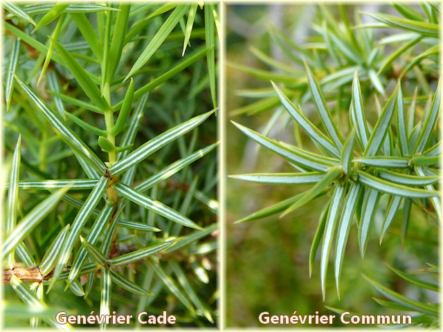 Comparaison juniperus communis et oxycedrus_flore calanques_Les Randos de Loulou
