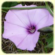 Convolvulus althaeoides (Liseron de Provence) - Flore des Calanques - L`Herbier de Loulou