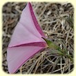 Convolvulus cantabrica (Liseron de Biscaye) - Flore des Calanques - L`Herbier de Loulou