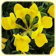Coronilla minima (Coronille naine) - Flore des Calanques - Herbier de Loulou