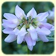 Coronilla varia (Coronille bigarrée) - Flore des Calanques - Herbier de Loulou