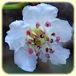 Crataegus monogyna (Aubépine à un style) - Flore des calanques - Herbier de Loulou