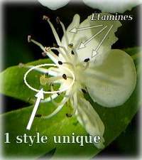 Crataegus monogyna (Aubépine à un style) - Flore des calanques - Herbier de Loulou