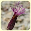Crupina vulgaris (Crupine commune) - Flore des Calanques - Lherbier de Loulou