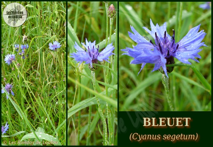 Cyanus segetum (Bleuet) - Les Randos de Loulou