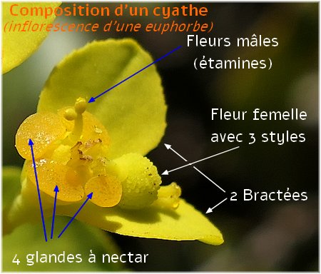 Cyathe, inflorescence euphorbe - Herbier de Loulou