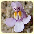 Cymbalaria muralis (Cymbalaire des murs) - Flore des Calanques - Lherbier de Loulou