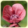 Cynoglossum germanicum (Cynoglosse des montagnes) - Flore de montagne - L'Herbier de Loulou