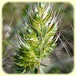 Cynosurus echinatus (Crételle herissée) - Flore des Calanques - Herbier de Loulou