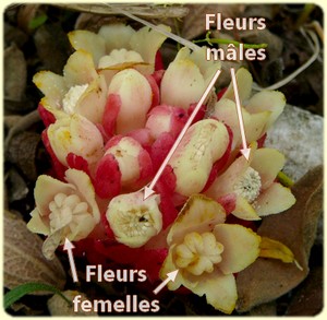 Cytinus ruber (Cytinet rouge) - Flore des Calanques - Herbier de Loulou