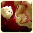 Cytinus ruber (Cytinet rouge) - Flore des Calanques - Lherbier de Loulou