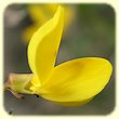 Cytisophyllum sessilifolium (Cytise à feuilles sessiles) - Flore des Calanques - Herbier de Loulou