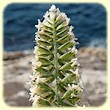 Dactylis glomerata subsp. hispanica (Dactyle d`Espagne) - Flore des Calanques - Herbier de Loulou