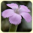 Dianthus longicaulis (Oeillet virginal) - Flore des Calanques - L`Herbier de Loulou