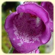 Digitalis purpurea (Digitale pourpre) - Flore de montagne - L'Herbier de Loulou