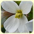 Diplotaxis erucoides (Fausse Roquette) - Flore des Calanques - Herbier de Loulou