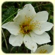 Dryas octopetala (Driade à huit pétales) - Flore de montagne - L'herbier de Loulou
