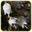 Erica arborea (Bruyère arborescente) - Flore des Calanques - L`herbier de Loulou