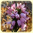 Erica multiflora (Bruyère à fleurs nombreuses) - Flore des Calanques - L`herbier de Loulou